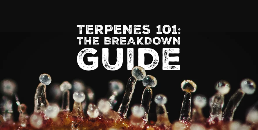Terpenes 101: Breakdown Guide