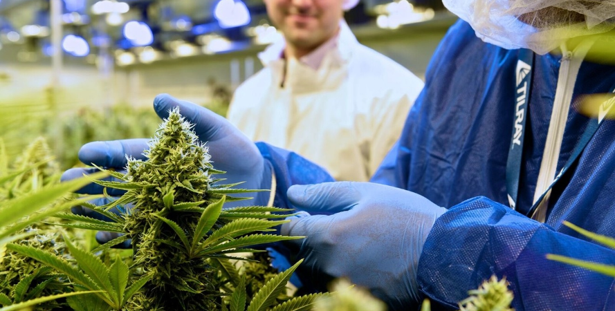 Tilray Medical Breaks Up With New Zealand